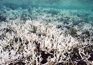  1998年９月　白化したエダコモンサンゴ（石垣島） 