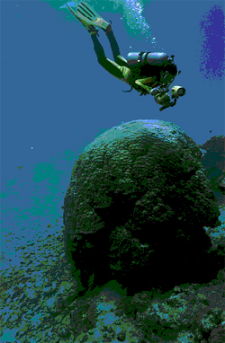  年輪を持つハマサンゴ群体（石垣島，名古屋大学　阿部さん撮影） 