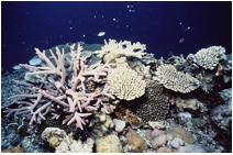 石西礁湖サンゴ群集